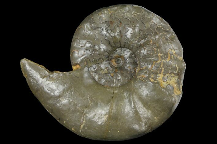 Triassic Ammonite (Ceratites) Fossil - Germany #94062